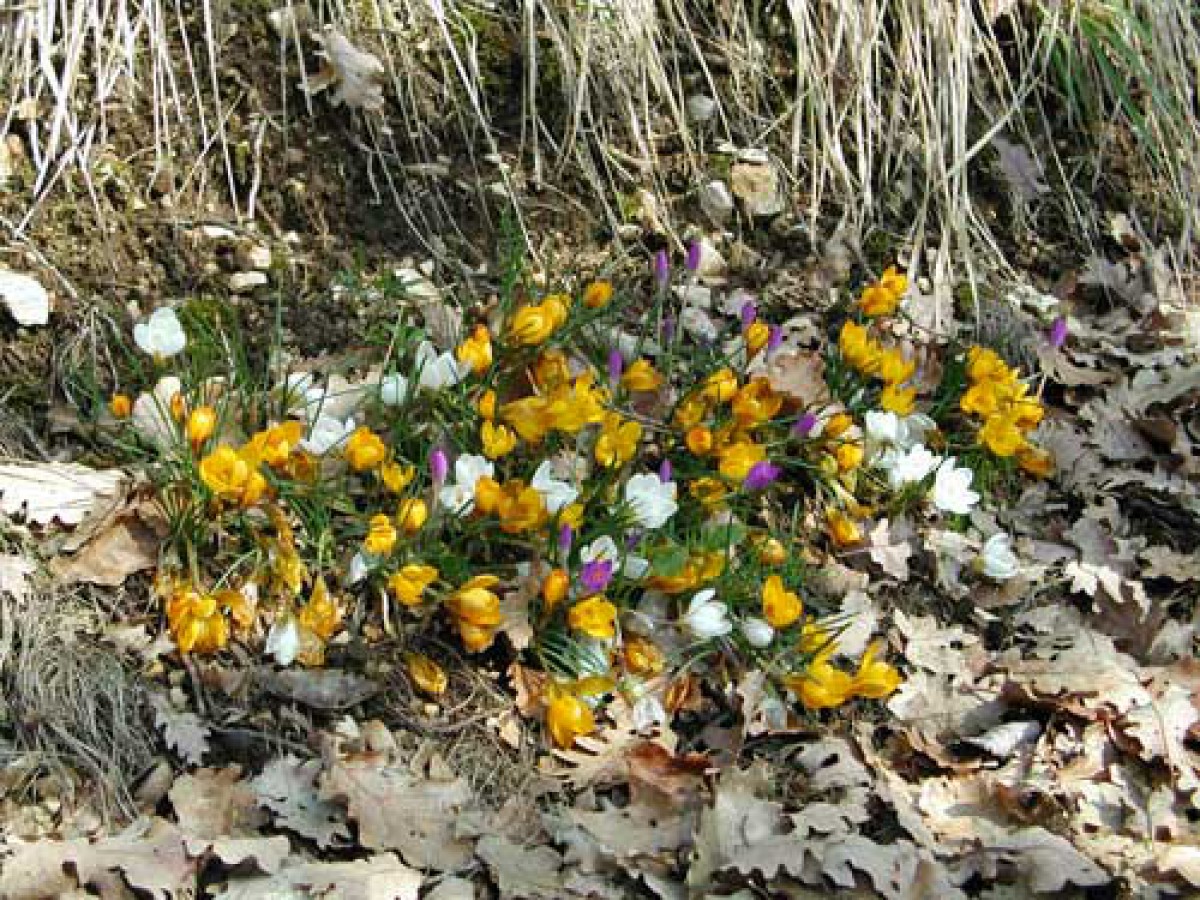 Crocus