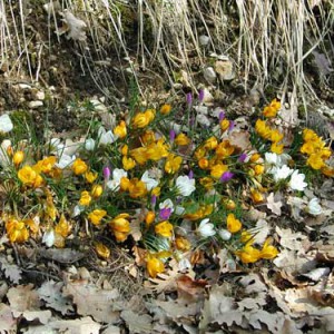 Crocus