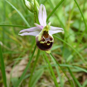 Ophrys Holosericea