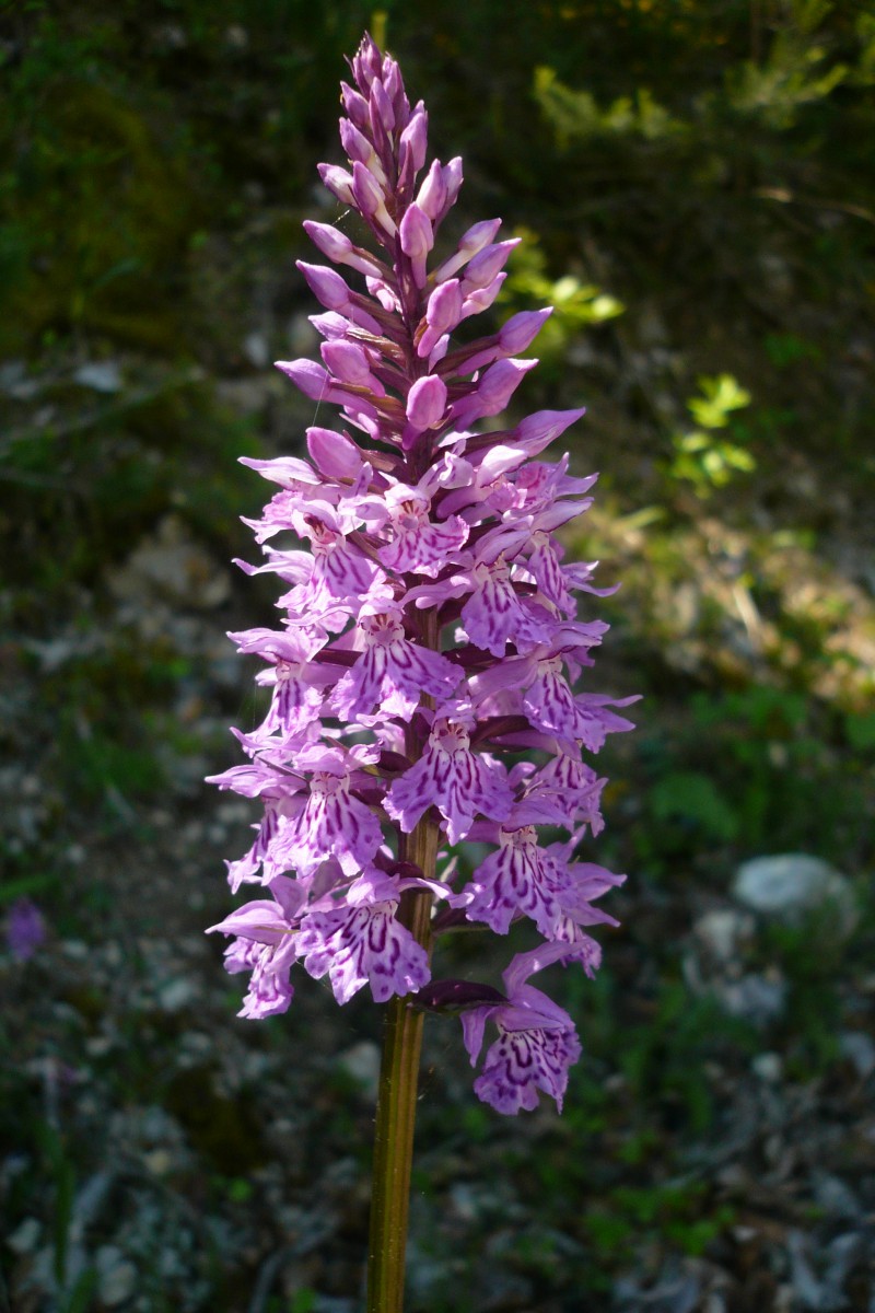 Anacamptis Pyramidalis